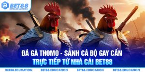 Đá gà tại sảnh Thomo và những loại kèo phổ biến 2024